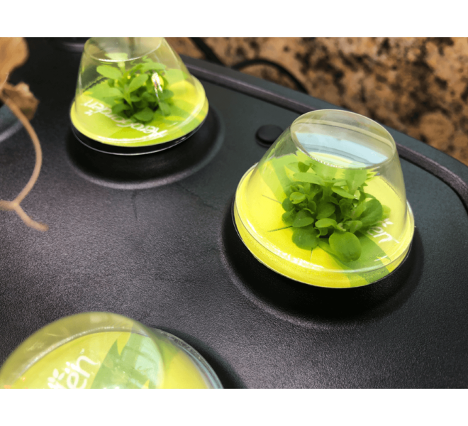creative-experimental-hydroponics-d