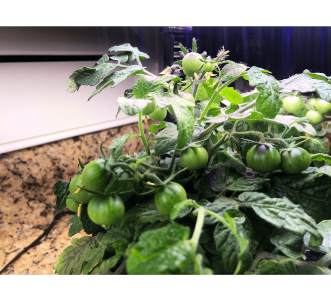 creative-experimental-hydroponics-g