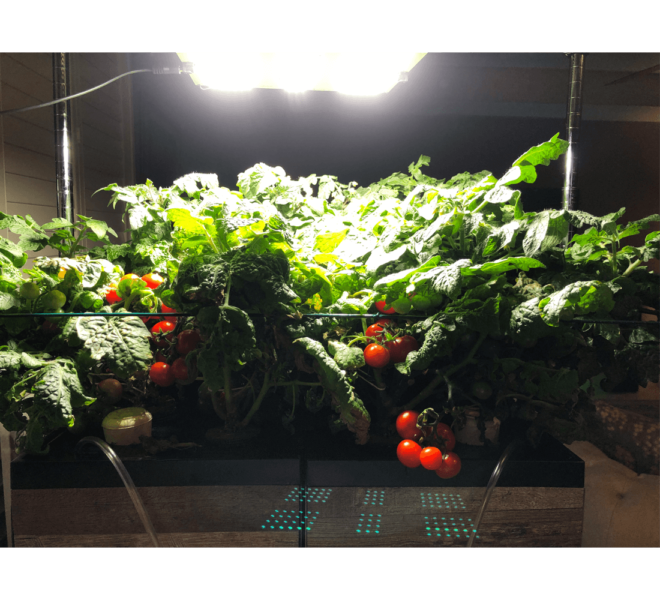 creative-experimental-hydroponics-h