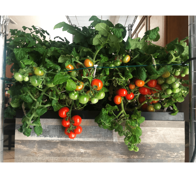 creative-experimental-hydroponics-i