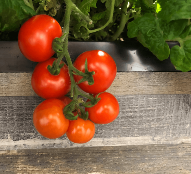 creative-experimental-hydroponics-q